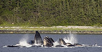Mendenhall Glacier & Wildlife Quest Juneau, AK