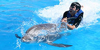 Dolphin Swim Cabo San Lucas, Mexico