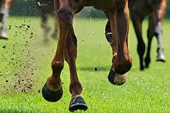 Royal Ascot Coach trip in 2017