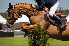 Coach trips to Cheltenham Festival 2018