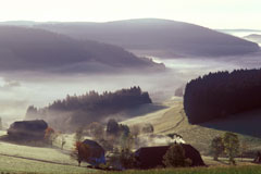 The Black Forest The Black Forest
