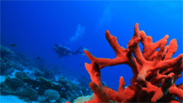 Discount Rhodes Holidays