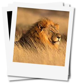 Africa Cruises
