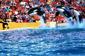 Lorro Parque Lorro Parque