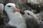 Black-browned Albatross in nesting colony with young on West Point Island