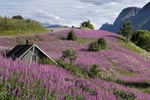 Heathland Norway