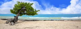 Divi Divis en Aruba