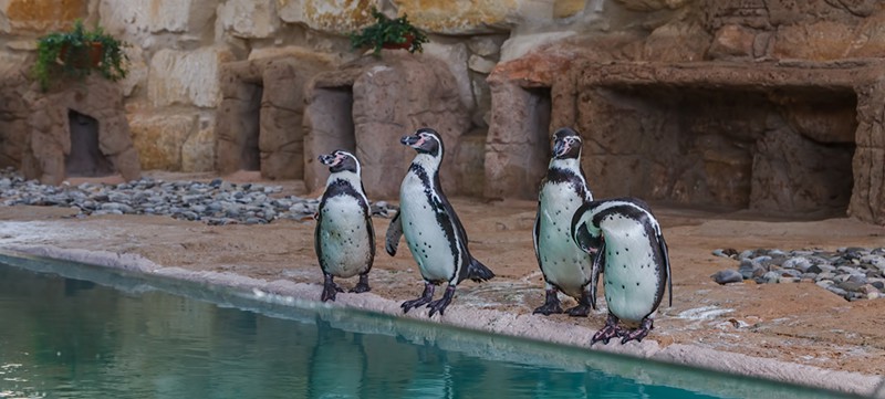 Pafos Zoo